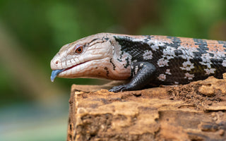 Answering The Most Asked Blue-Tongued Skink Questions | Zen Habitats