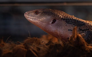 Blue-Tongued Skink Care Sheet | ReptiFiles