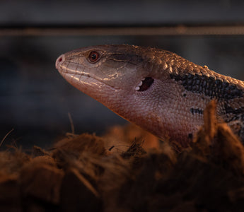 Blue-Tongued Skink Care Sheet | ReptiFiles