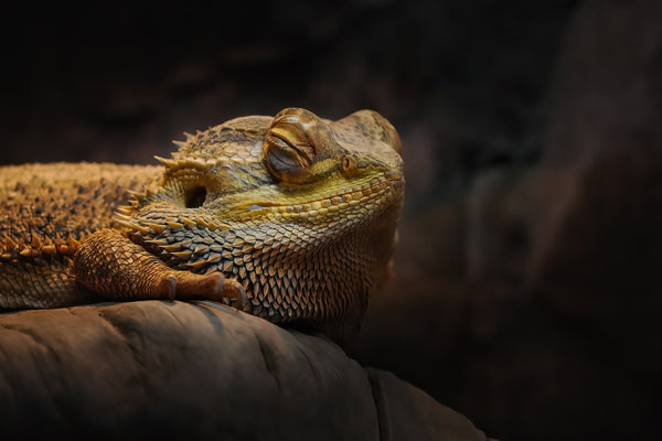 Brumation vs. Hibernation: What’s the Difference?