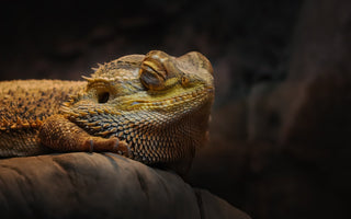 Brumation vs. Hibernation: What’s the Difference?
