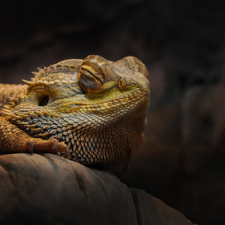 Brumation vs. Hibernation: What’s the Difference?