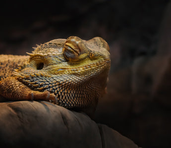 Brumation vs. Hibernation: What’s the Difference?