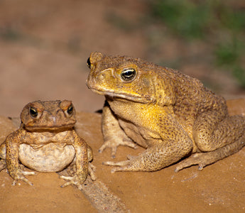 Raising Cane Toads | Bioactive Cane Toad Enclosure Build