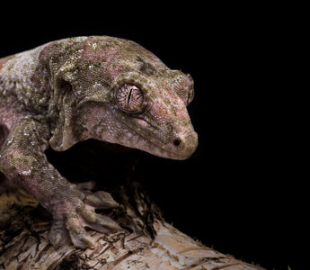 Chahoua Gecko Care Sheet| Reptifiles