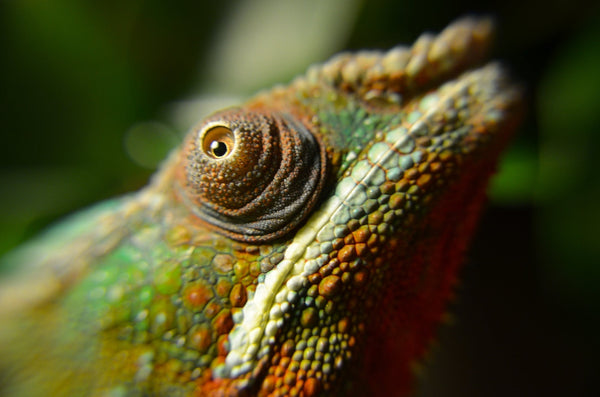 Can Reptiles See Color?