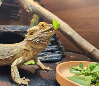 How to Get Your Bearded Dragon to Eat Greens | Zen Habitats