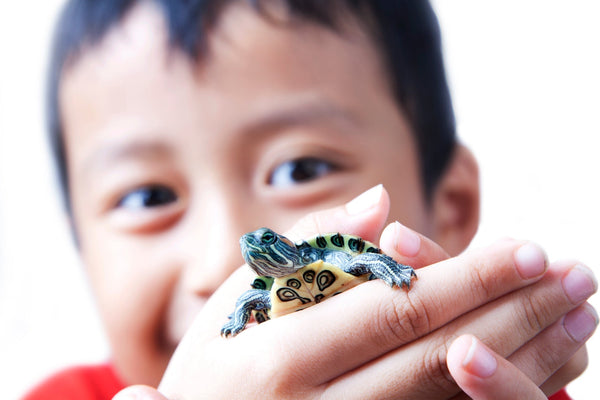 Can My Pet Reptile Give Me Salmonella?