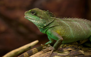 Chinese Water Dragon Complete Food Guide