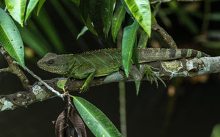 Answering The Most Asked Chinese Water Dragon Questions | Zen Habitats