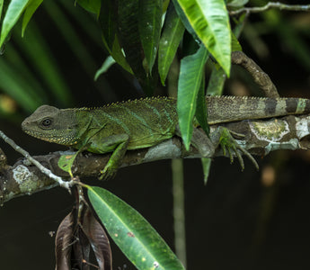 Answering The Most Asked Chinese Water Dragon Questions | Zen Habitats
