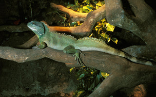 Chinese Water Dragon Complete Lighting and Heating Guide 