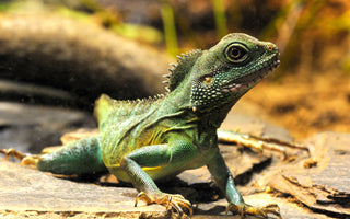 Chinese Water Dragon Care Sheet | ReptiFiles