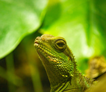 Chinese Water Dragon Ultimate Shopping List