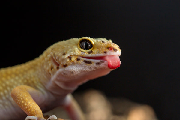 Leopard Gecko Ultimate Shopping List | Everything You Need to Get Started!