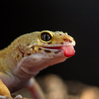 Leopard Gecko Ultimate Shopping List | Everything You Need to Get Started!