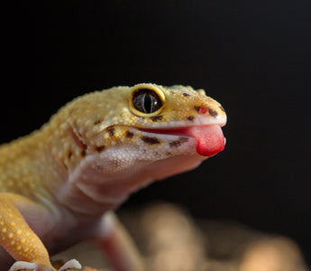 Leopard Gecko Ultimate Shopping List | Everything You Need to Get Started!