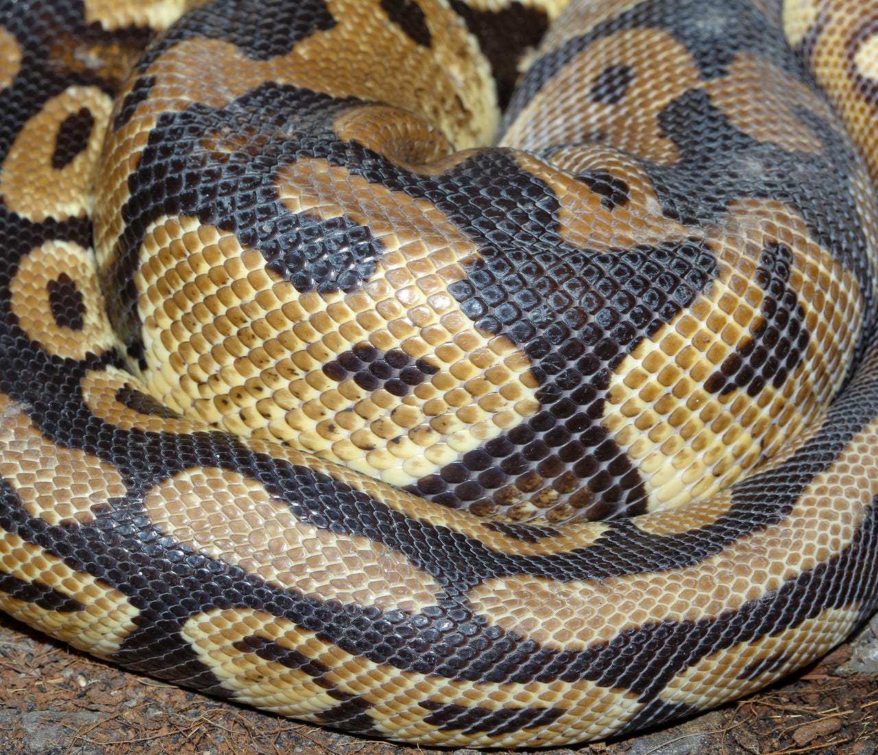 Python With Mites How to Prevent Reptile Mites | Zen Habitats