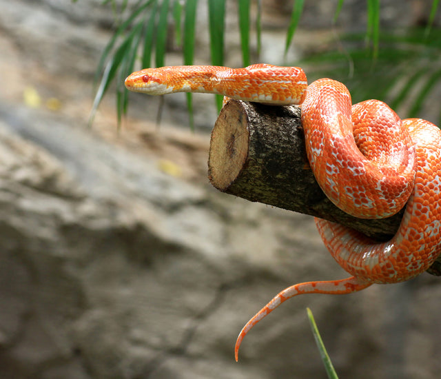 Best Plants for Corn Snake Enclosures Zen Habitats