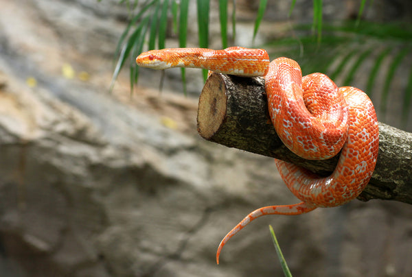 Corn Snake Essential Care Information