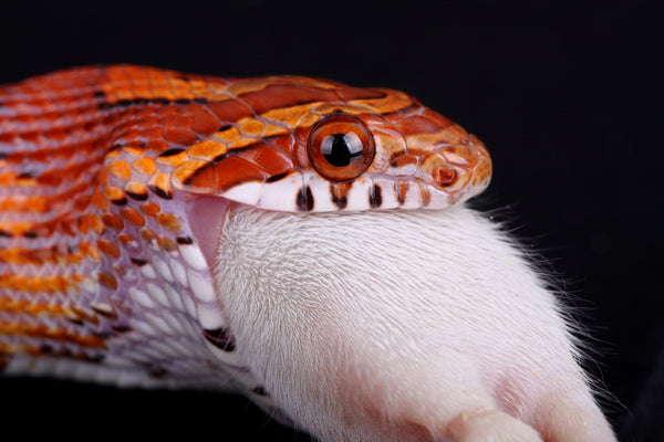 What Size Rodent Should I Feed My Snake?