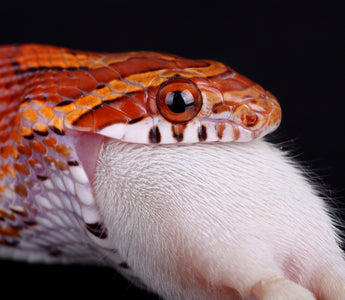 What Size Rodent Should I Feed My Snake?