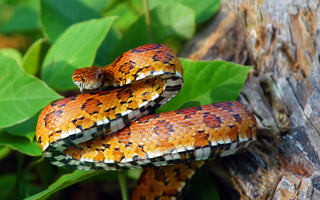Answering The Most Asked Corn Snake Questions | Zen Habitats