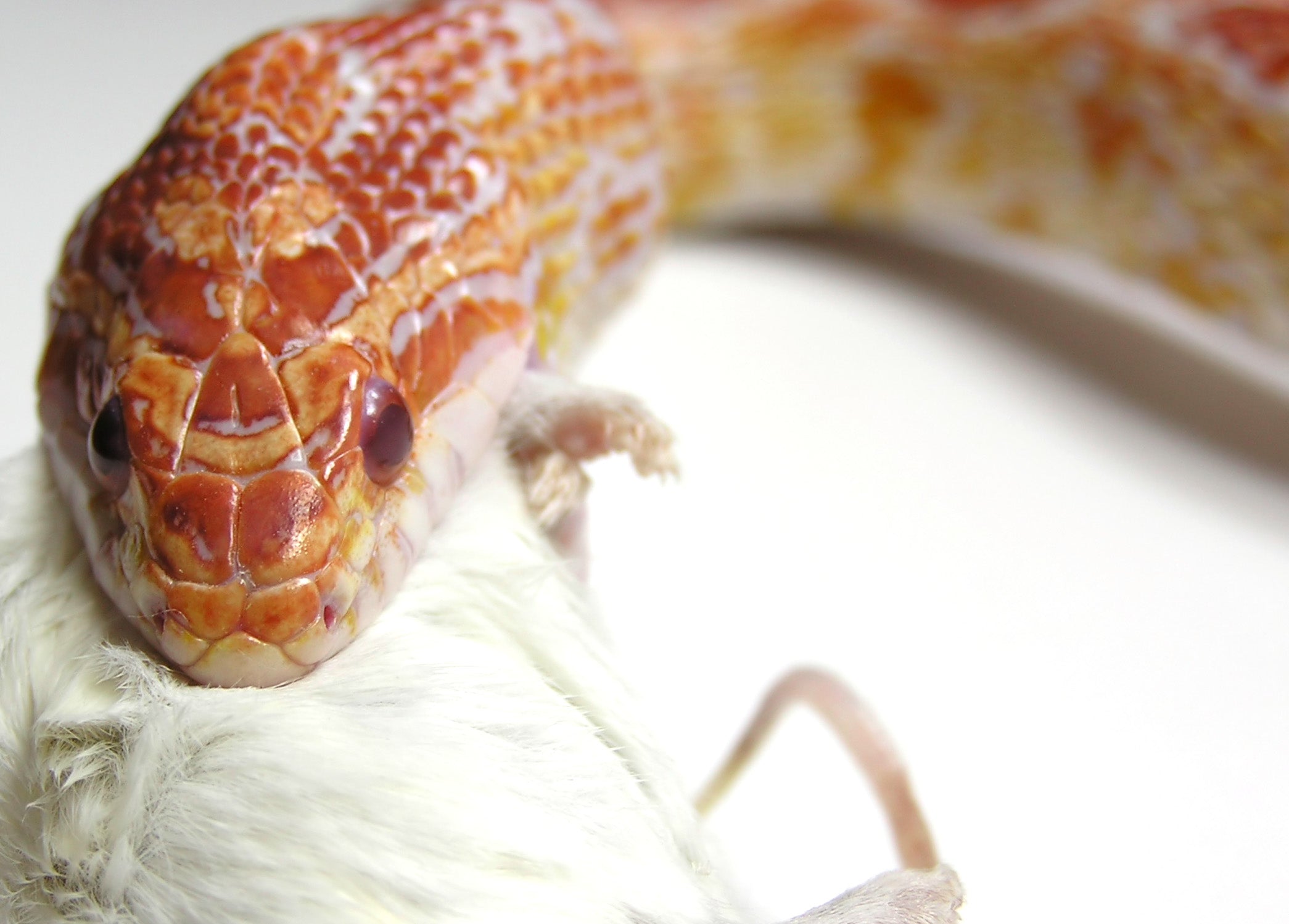 Corn Snake Complete Food Guide – Zen Habitats