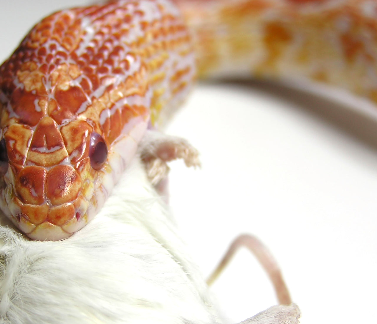 Corn Snake Complete Food Guide Zen Habitats