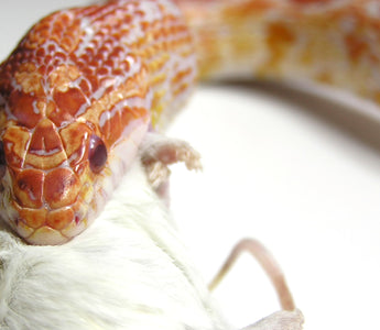Corn Snake Complete Food Guide
