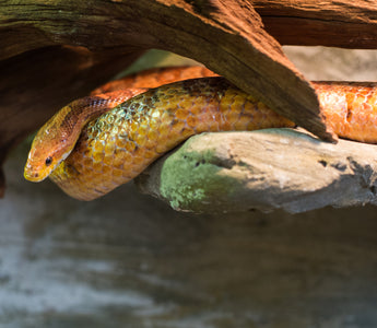 Corn snake heat lamp wattage shop