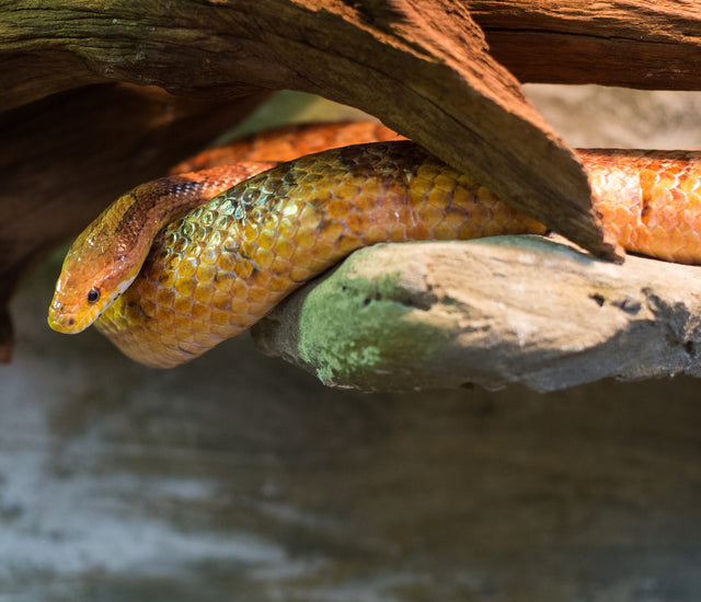 Corn Snake Complete Lighting and Heating Guide Zen Habitats