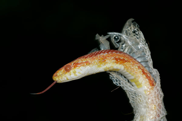 Why Do Reptiles Shed?