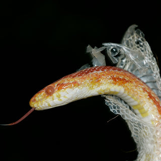 Why Do Reptiles Shed?