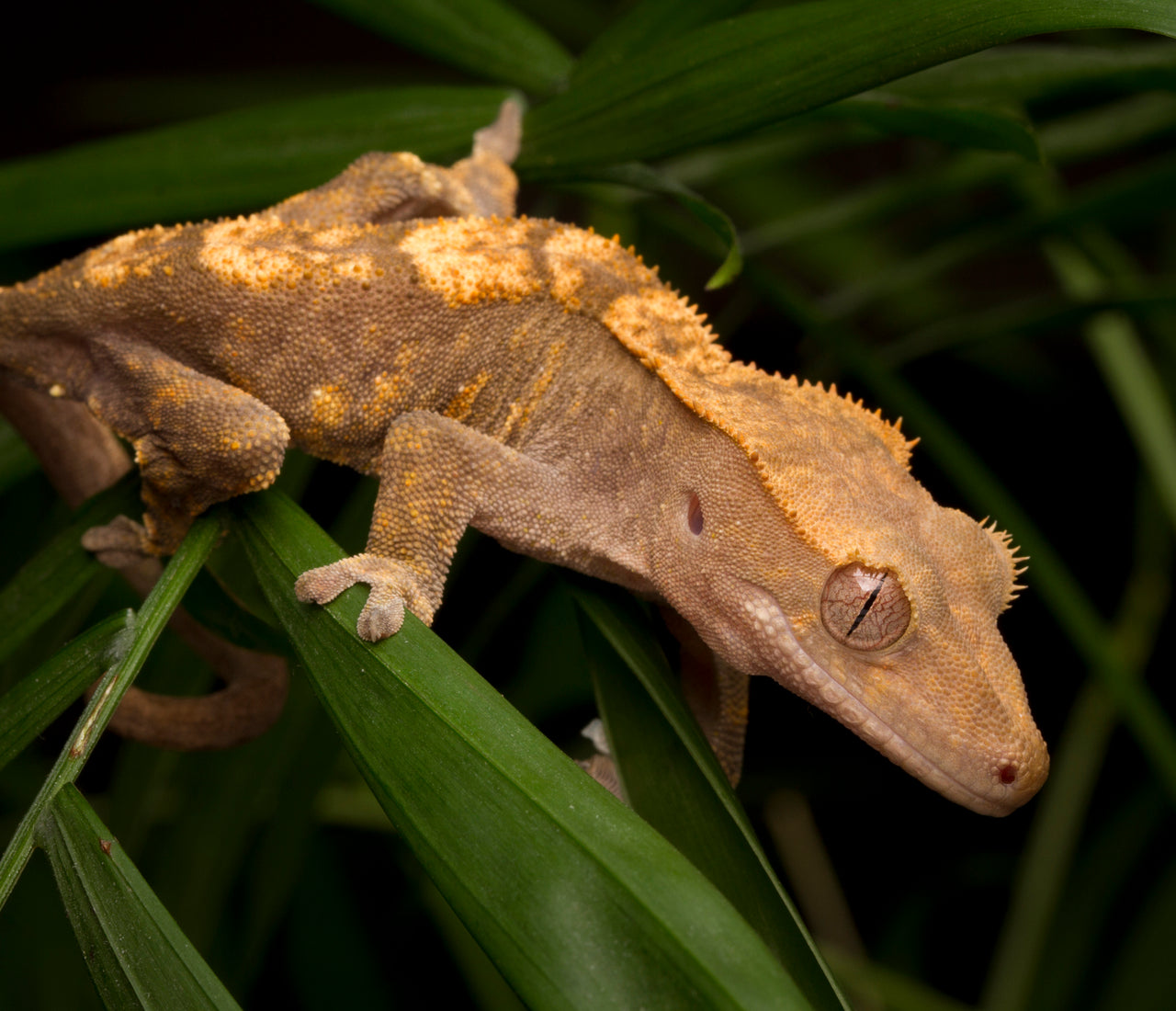Best Plants for Crested Gecko Bioactive Enclosures! – Zen Habitats