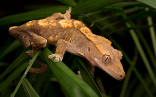 Best Plants for Crested Gecko Bioactive Enclosures!