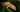 Best Plants for Crested Gecko Bioactive Enclosures!