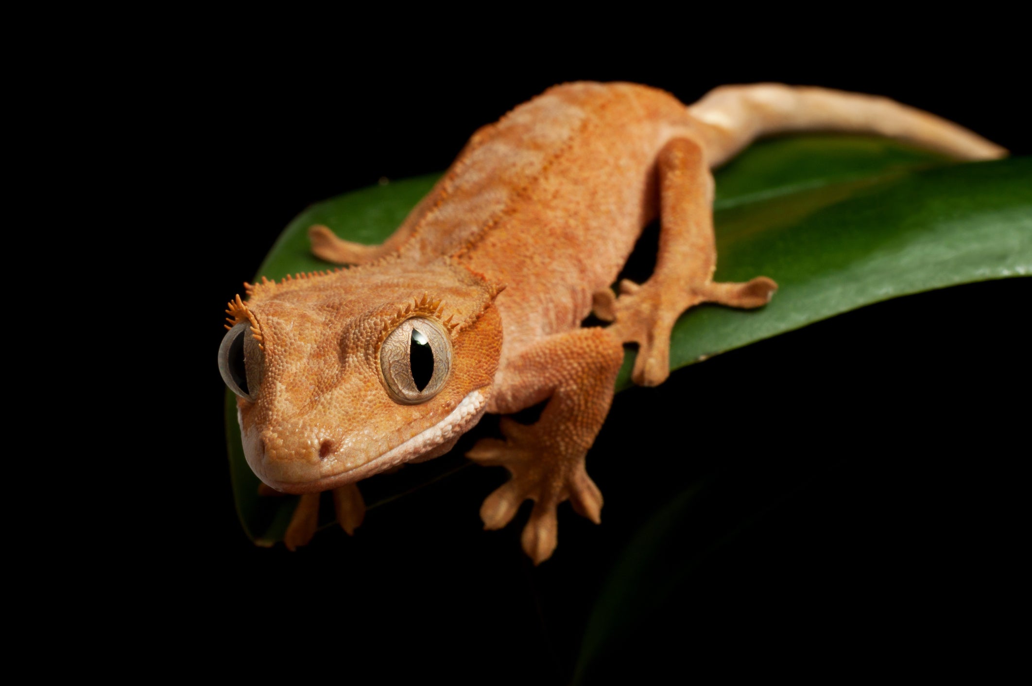 Answering The Most Asked Crested Gecko Questions | Zen Habitats