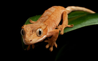 Answering The Most Asked Crested Gecko Questions | Zen Habitats