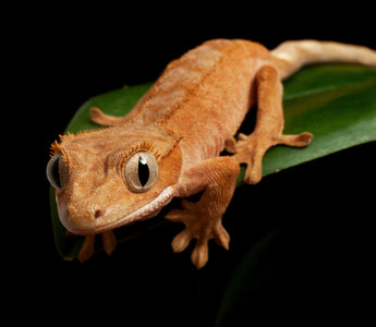 Answering The Most Asked Crested Gecko Questions | Zen Habitats