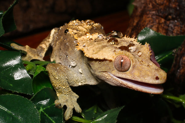 Complete Humidity and Hydration Guide For Crested Geckos