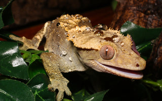 Complete Humidity and Hydration Guide For Crested Geckos