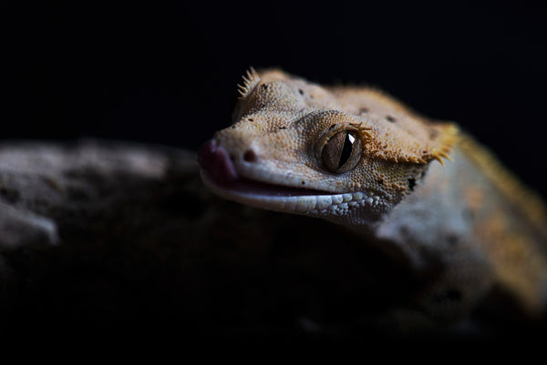 Crested Gecko Complete Lighting and Heating Guide