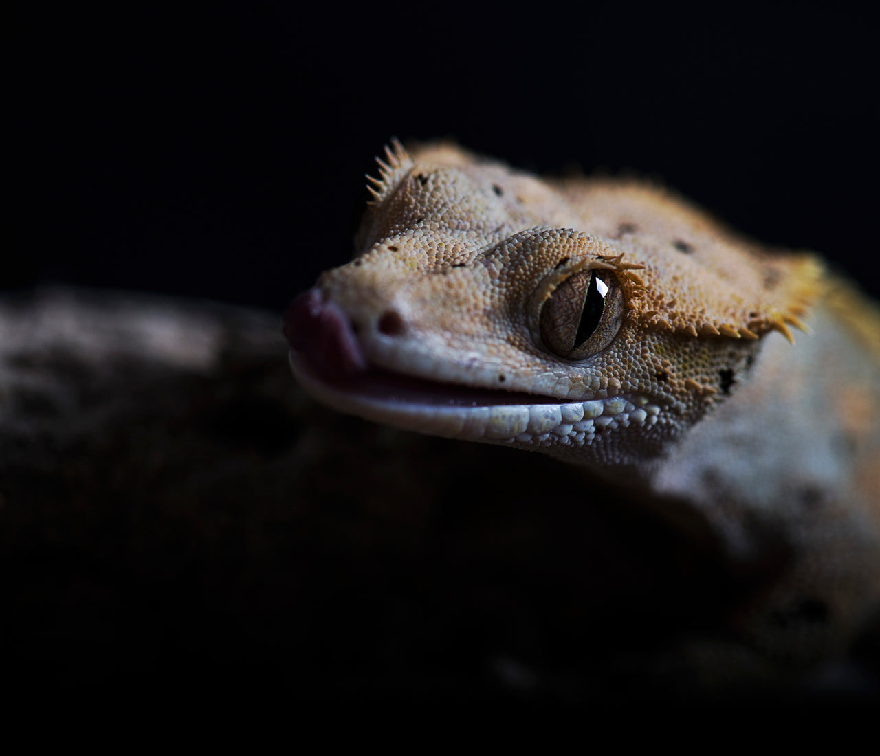 Crested Gecko Complete Lighting and Heating Guide Zen Habitats