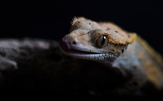 Crested Gecko Complete Lighting and Heating Guide