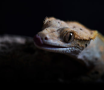 How to provide the BEST HEAT for your REPTILES 