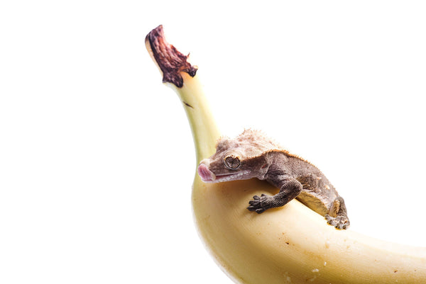 Best Crested Gecko Diet Flavors!