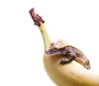 Best Crested Gecko Diet Flavors!