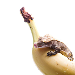 Best Crested Gecko Diet Flavors!