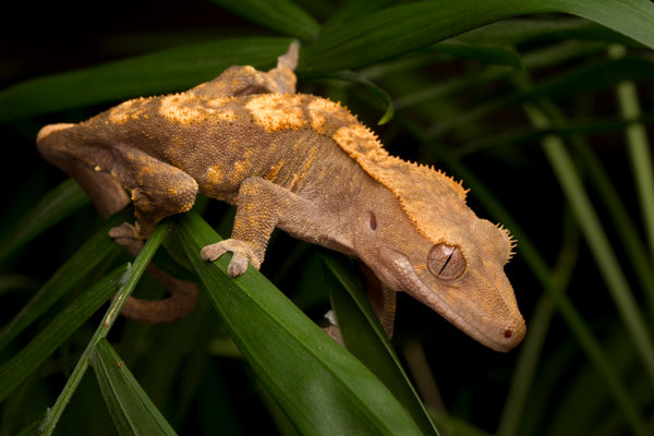 Best Reptiles for First Time Keepers! | Top 5 Beginner Reptiles